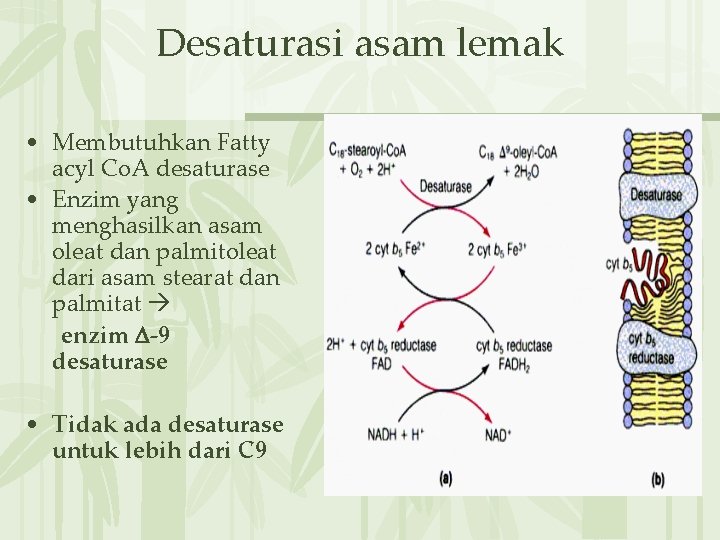 Desaturasi asam lemak • Membutuhkan Fatty acyl Co. A desaturase • Enzim yang menghasilkan