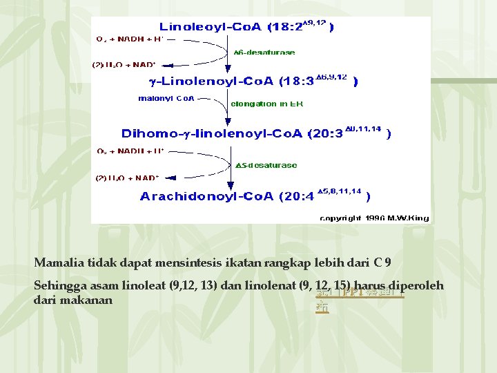 Mamalia tidak dapat mensintesis ikatan rangkap lebih dari C 9 Sehingga asam linoleat (9,