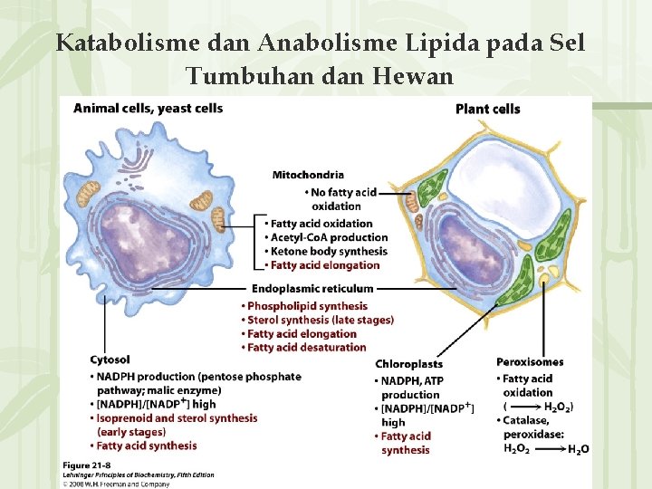 Katabolisme dan Anabolisme Lipida pada Sel Tumbuhan dan Hewan 无� PPT整理� 布 