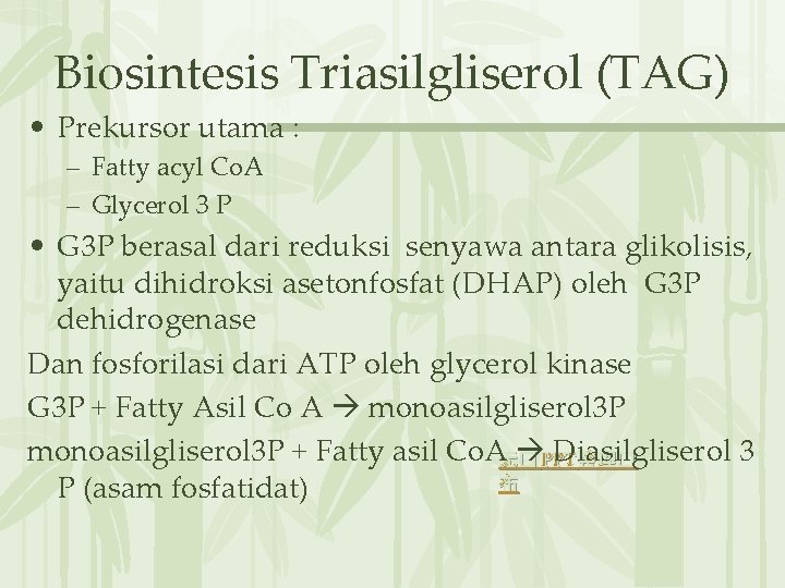 Biosintesis Triasilgliserol (TAG) • Prekursor utama : – Fatty acyl Co. A – Glycerol