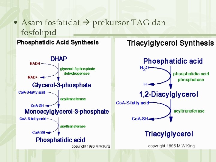  • Asam fosfatidat prekursor TAG dan fosfolipid 无� PPT整理� 布 