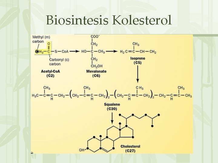 Biosintesis Kolesterol 无� PPT整理� 布 