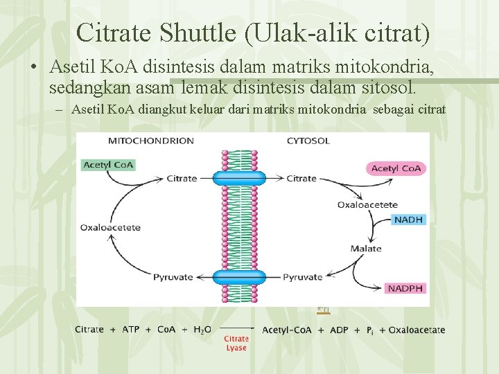 Citrate Shuttle (Ulak-alik citrat) • Asetil Ko. A disintesis dalam matriks mitokondria, sedangkan asam