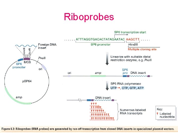 Riboprobes 