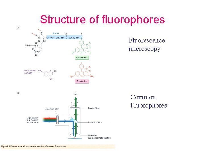 Structure of fluorophores Fluorescence microscopy Common Fluorophores 