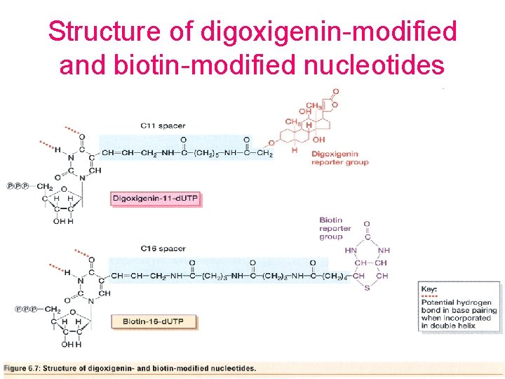 Structure of digoxigenin-modified and biotin-modified nucleotides 