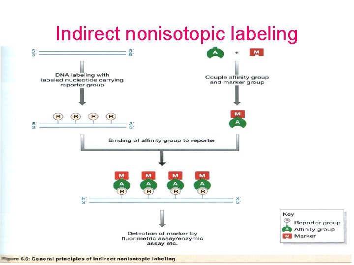 Indirect nonisotopic labeling 