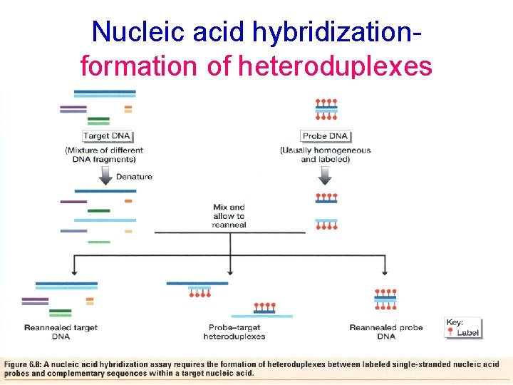 Nucleic acid hybridizationformation of heteroduplexes 