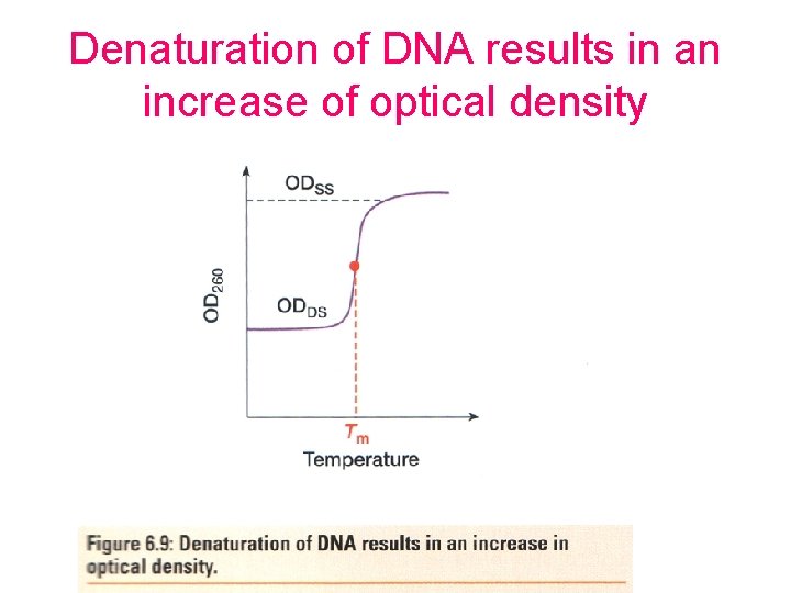 Denaturation of DNA results in an increase of optical density 