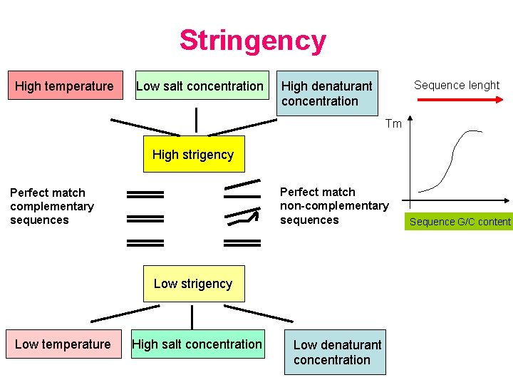 Stringency High temperature Low salt concentration Sequence lenght High denaturant concentration Tm High strigency