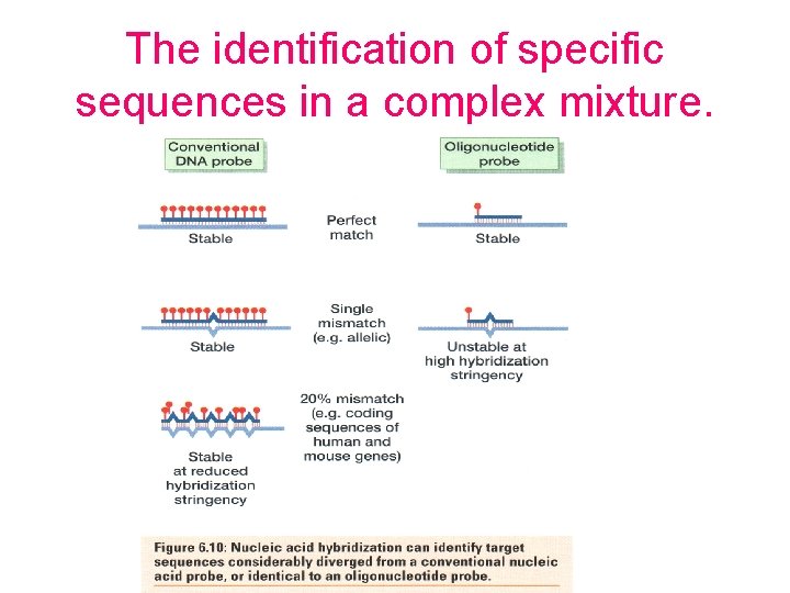 The identification of specific sequences in a complex mixture. 