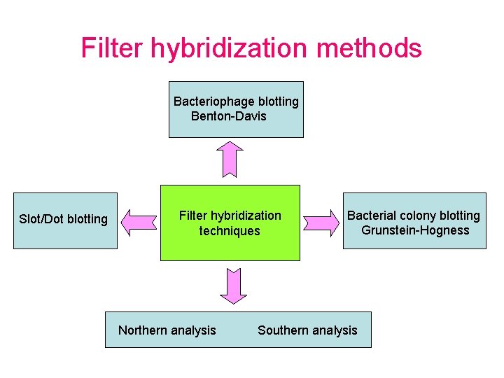 Filter hybridization methods Bacteriophage blotting Benton-Davis Slot/Dot blotting Filter hybridization techniques Northern analysis Bacterial