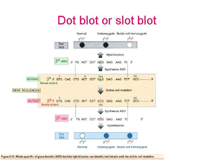 Dot blot or slot blot 