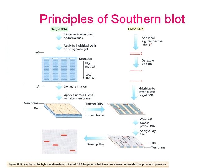 Principles of Southern blot 