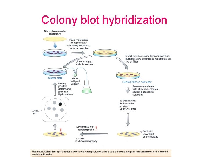 Colony blot hybridization 