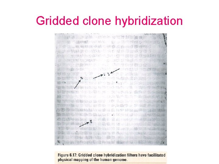Gridded clone hybridization 