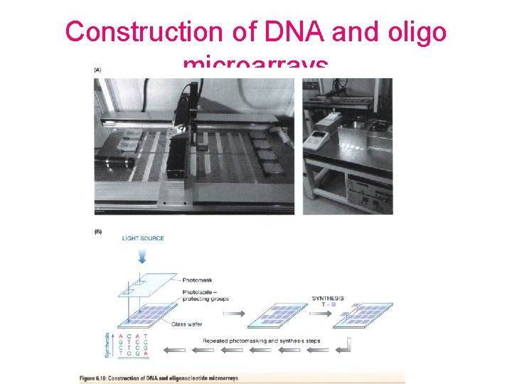 Construction of DNA and oligo microarrays 