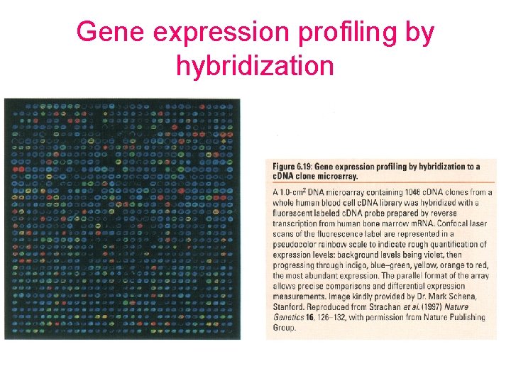 Gene expression profiling by hybridization 