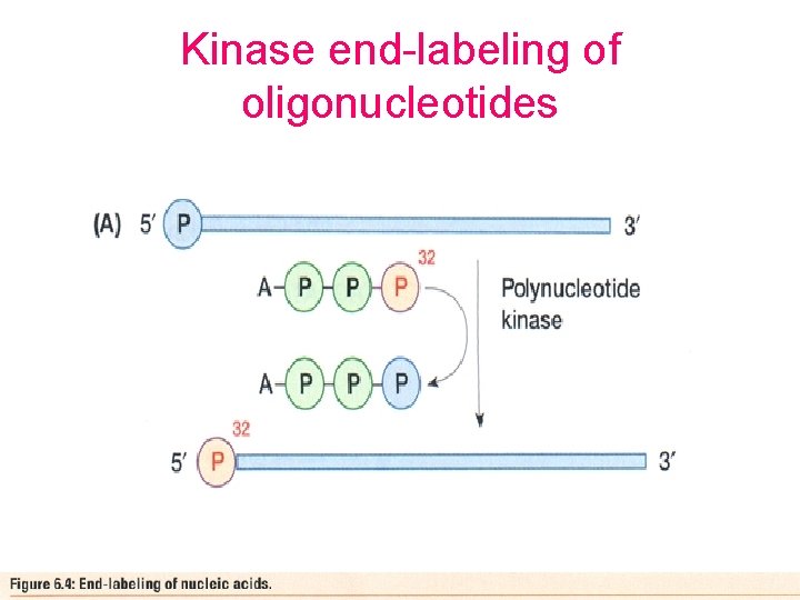 Kinase end-labeling of oligonucleotides 