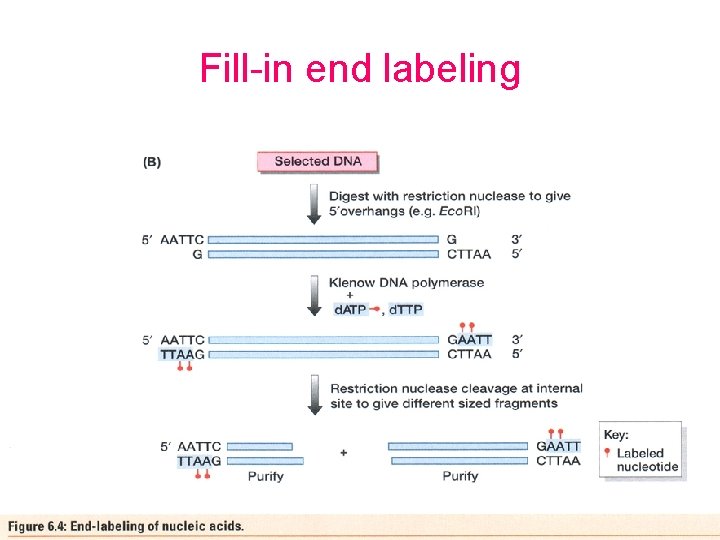 Fill-in end labeling 