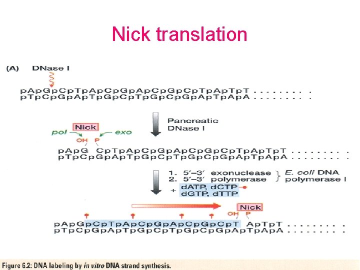 Nick translation 