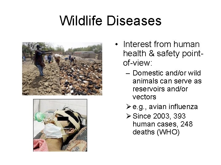 Wildlife Diseases • Interest from human health & safety pointof-view: – Domestic and/or wild