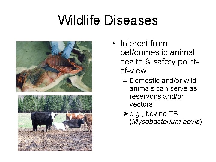 Wildlife Diseases • Interest from pet/domestic animal health & safety pointof-view: – Domestic and/or