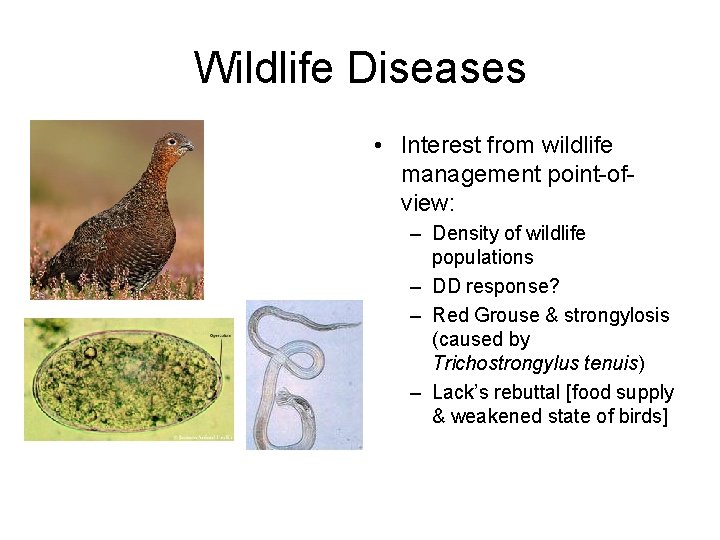 Wildlife Diseases • Interest from wildlife management point-ofview: – Density of wildlife populations –