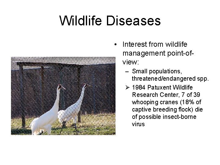 Wildlife Diseases • Interest from wildlife management point-ofview: – Small populations, threatened/endangered spp. Ø