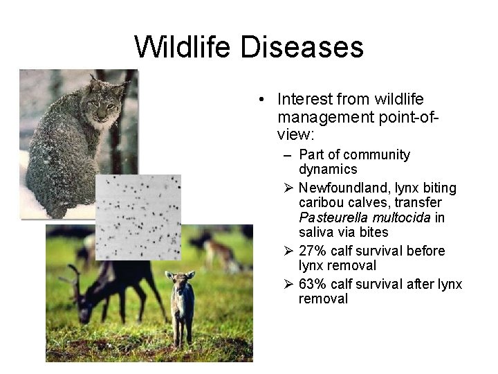 Wildlife Diseases • Interest from wildlife management point-ofview: – Part of community dynamics Ø