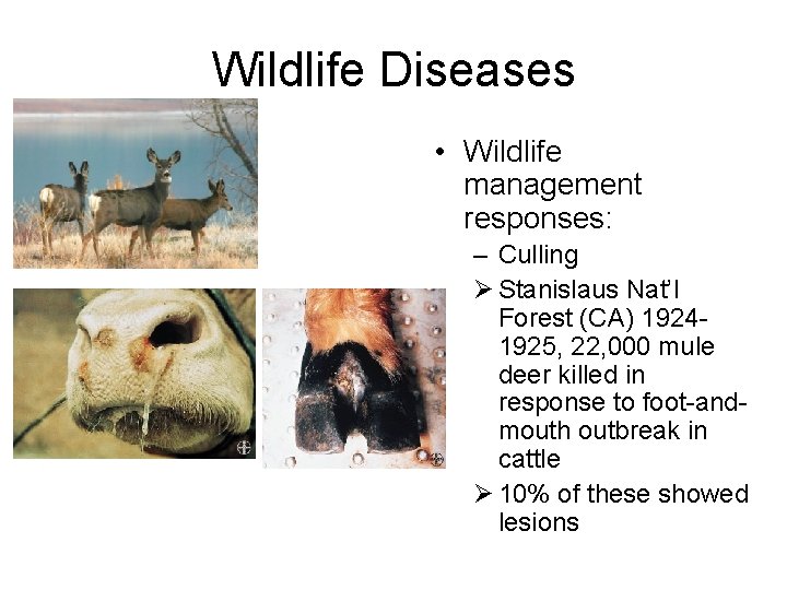 Wildlife Diseases • Wildlife management responses: – Culling Ø Stanislaus Nat’l Forest (CA) 19241925,