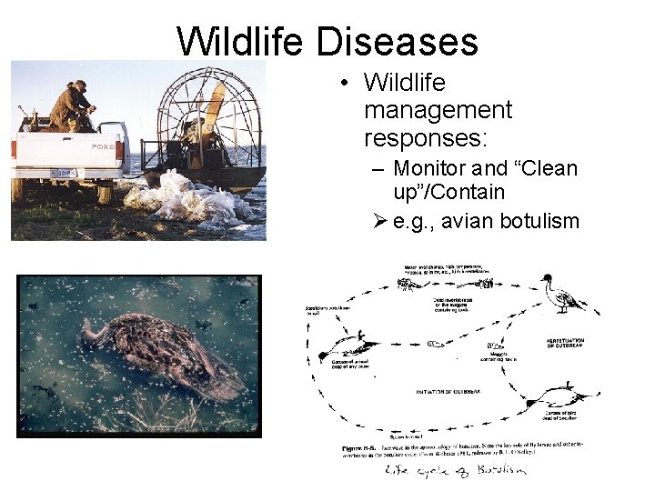 Wildlife Diseases • Wildlife management responses: – Monitor and “Clean up”/Contain Ø e. g.
