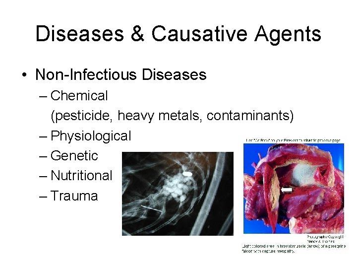 Diseases & Causative Agents • Non-Infectious Diseases – Chemical (pesticide, heavy metals, contaminants) –