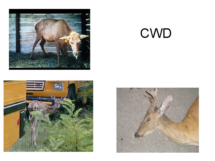 CWD 