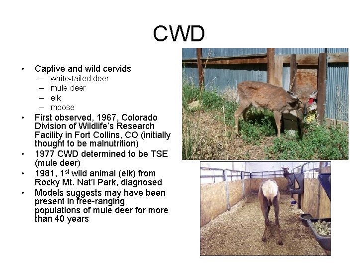 CWD • Captive and wild cervids – – • • white-tailed deer mule deer