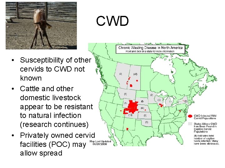 CWD • Susceptibility of other cervids to CWD not known • Cattle and other