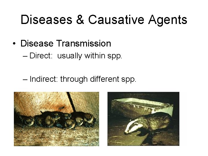 Diseases & Causative Agents • Disease Transmission – Direct: usually within spp. – Indirect: