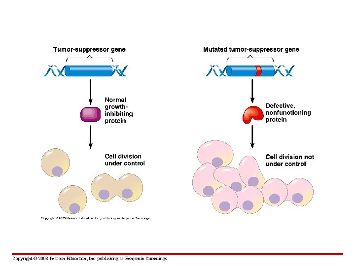 Copyright © 2003 Pearson Education, Inc. publishing as Benjamin Cummings 