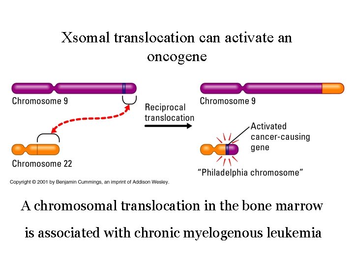 Xsomal translocation can activate an oncogene A chromosomal translocation in the bone marrow is