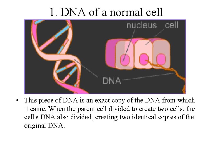 1. DNA of a normal cell • This piece of DNA is an exact