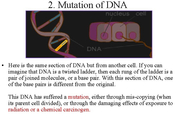 2. Mutation of DNA • Here is the same section of DNA but from