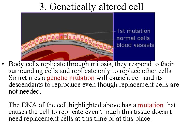 3. Genetically altered cell • Body cells replicate through mitosis, they respond to their