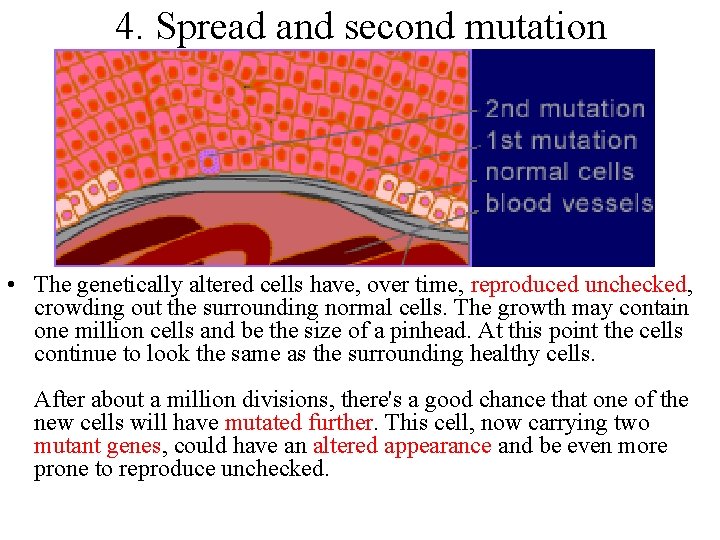 4. Spread and second mutation • The genetically altered cells have, over time, reproduced