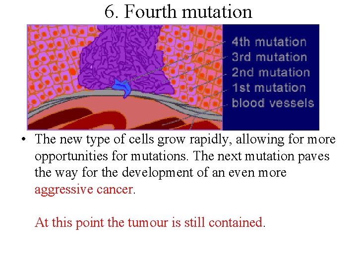 6. Fourth mutation • The new type of cells grow rapidly, allowing for more