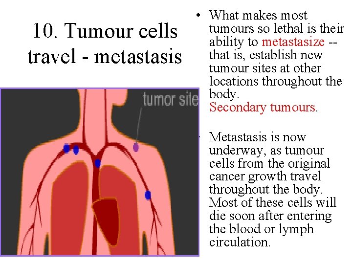 10. Tumour cells travel - metastasis • What makes most tumours so lethal is