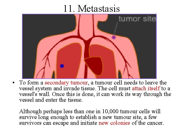 11. Metastasis • To form a secondary tumour, a tumour cell needs to leave