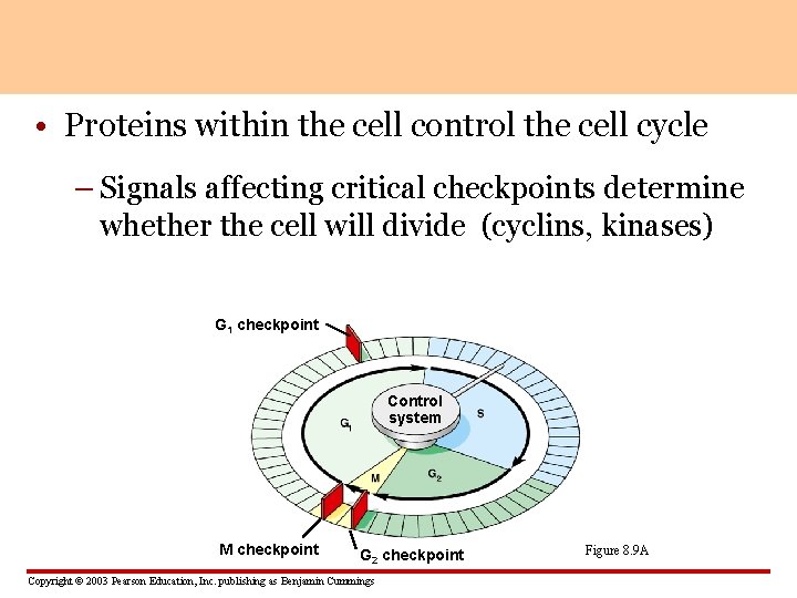  • Proteins within the cell control the cell cycle – Signals affecting critical
