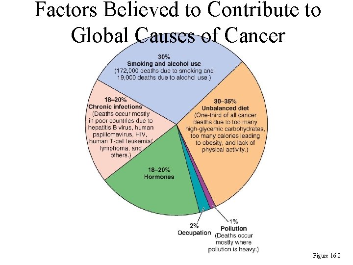Factors Believed to Contribute to Global Causes of Cancer Figure 16. 2 