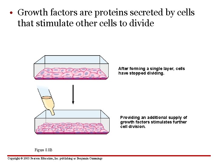  • Growth factors are proteins secreted by cells that stimulate other cells to