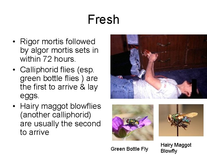 Fresh • Rigor mortis followed by algor mortis sets in within 72 hours. •